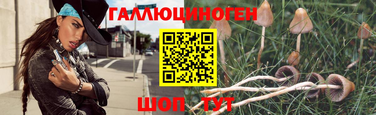 Галлюциногенные грибы прущие грибы  Томск  Галлюциногенные грибы GOLDEN TEACHER 